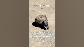 Dung Beetle Unique Skill