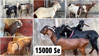 Indian Alpine 15000 Se, Saanen, Barbari Kashmiri Bakre At Al Quresh Goats, Jogeshwari West