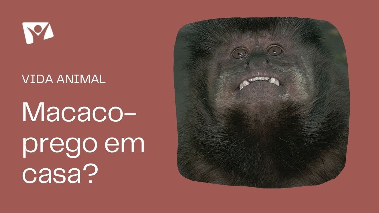 Já pensou ter um macaco em casa?