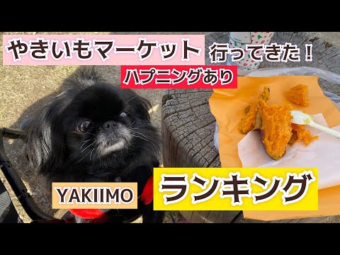 【ハプニングあり】【ランキング】やきいもマーケットにペキニーズはなちゃんと行ってみた!【peki】