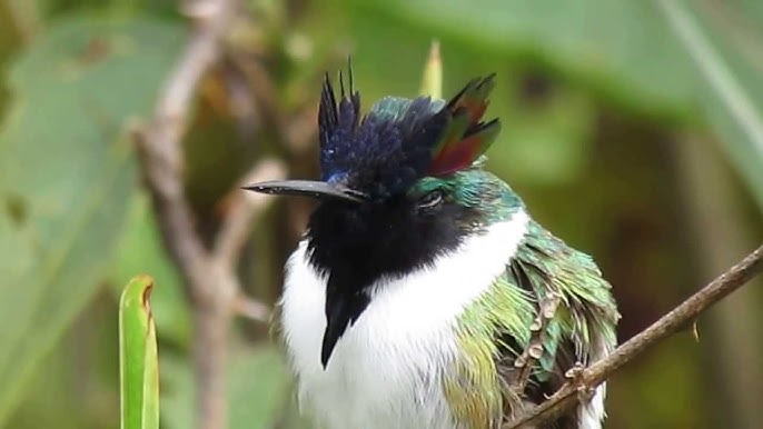 O canto do papa capim baiano #birdsounds #birds #nature