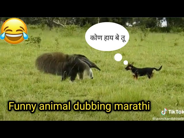 Funny Animal Dubbing Marathi video| Marathi Funny video 😂| Animal marathi  comedy. - YouTube