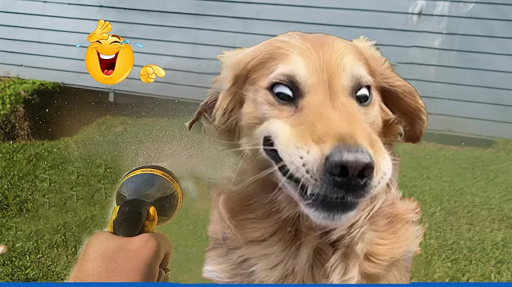 Watch the video about The Funniest Animal Videos Compilation! 😹🐶 Funniest Cat & Dog Moments Ever Recorded 🤣