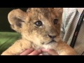 2014年アフリカンサファリ誕生の赤ちゃん　ライオン