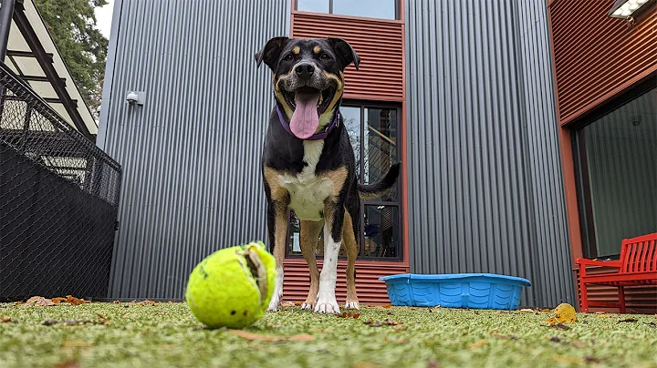 Maxine Has a Ball at Seattle Humane