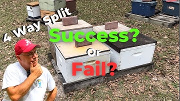 🤔I turned 1 Beehive into 4: DID IT WORK?