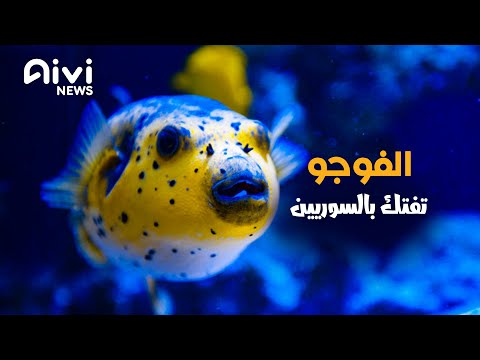 فيديو: هل سورسوب سامة؟ فيديو: هل سورسوب سامة؟