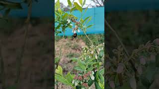 Abejas polinizando la plantación de arandanos #naturaleza #finca #nature #arandanos #rutal #galicia