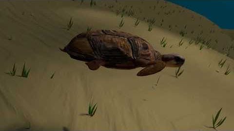 Animation Project | Turtle | Blender