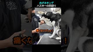 大げさキング・ハスキーの爪切り