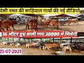 देसी नस्ल की साहिवाल गायों की नई वीडियो/25-07-2021// 16 लीटर दूध वाली गाय मिलेगी अब ₹30000 में/