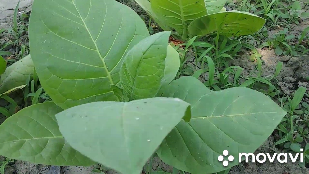 Табак Вирджиния. Строим забор. - YouTube