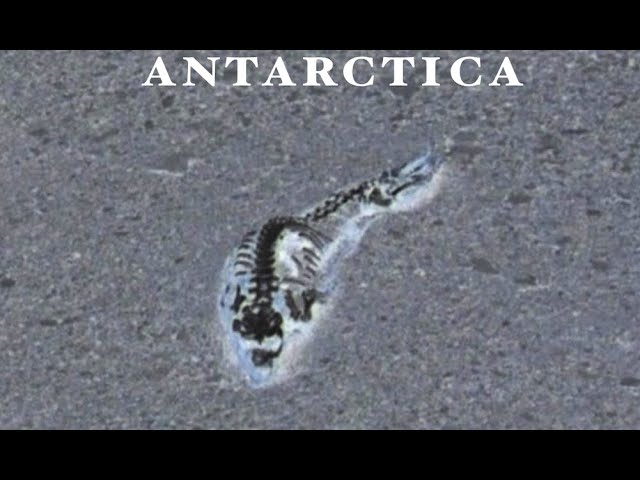 В Антарктиде найден скелет загадочного животного. Что это такое? Загадочное животное Антарктиды. Фото.