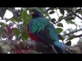 Resplendent quetzal singing