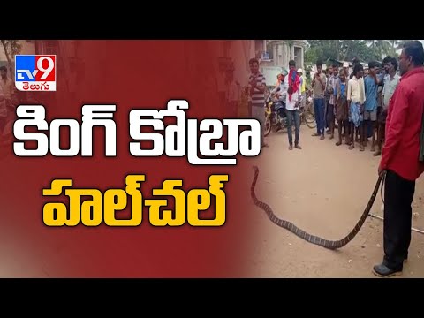 Srikakulam : 13 అడుగుల కింగ్ కోబ్రా - TV9