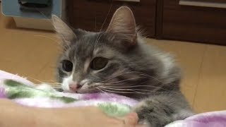 もぐらたたき猫 ノルウェージャンフォレストキャットFly out.Norwegian Forest Cat.