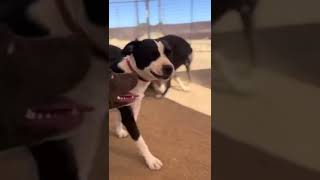 Meet Chunky A Terrier American Pit Bull Currently Available For Adoption 782022 34032 Pm