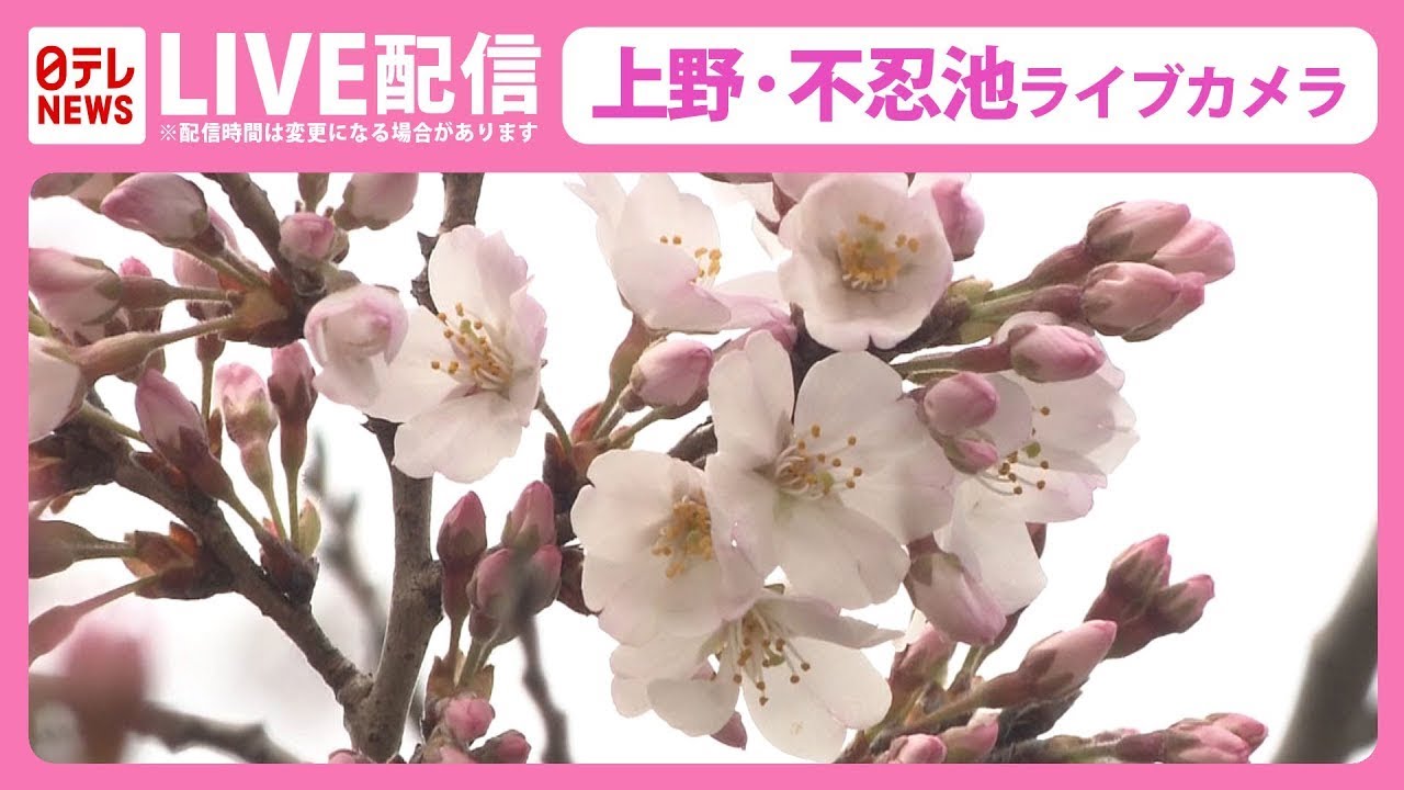 天気ライブ】上野公園 ライブカメラ 花曇りの桜の様子はーーCherry