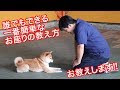 犬しつけ 誰でもできる一番簡単なお座りの教え方 ワンちゃんトレーニング