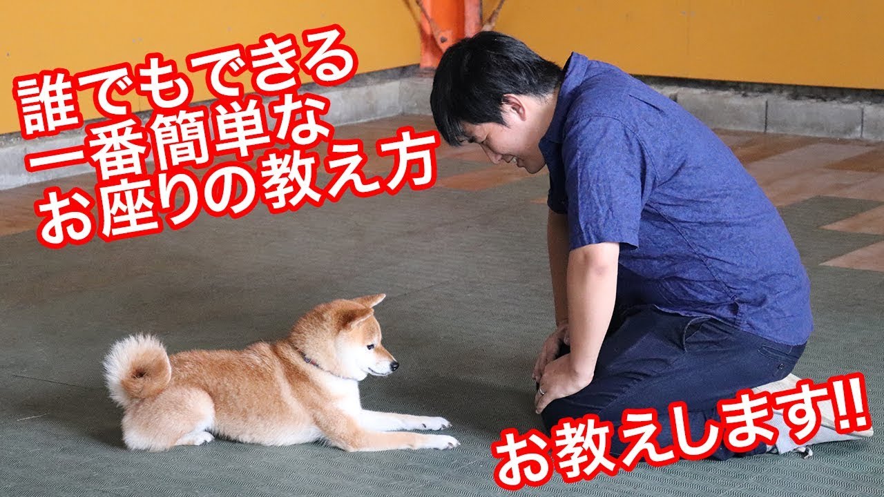 犬しつけ 誰でもできる一番簡単なお座りの教え方 ワンちゃんトレーニング Youtube