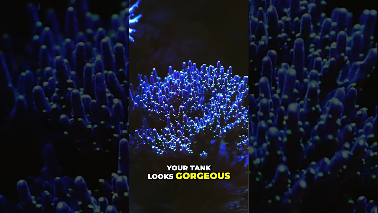 Coral Frag Growth - 8-Year Tank Secrets Revealed #worldwidecorals #fromourreeftoyours #reeflife