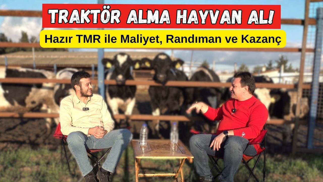 Traktör Alma Hayvan Al | Hazır TMR ile Maliyet, Randıman ve Kazanç