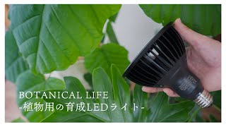 【冬対策】初心者でも取り入れやすい植物育成LEDライトと簡単な設置方法をご紹介♪【AMATERAS】【HASU 38 spec 9】