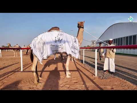 المطايا التي حققت المراكز الأولى في أشواط الثنايا مهرجان الظفرة مزاينة سويحان 02 11 2025