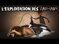 Lmpc10  lexploitation des animaux  le plaisir goste 