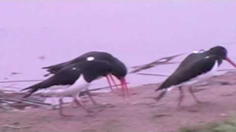 Oystercatchers Displaying