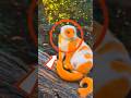 This animal remembers EVERYTHING 🧠😱#animal #smartanimals #shorts