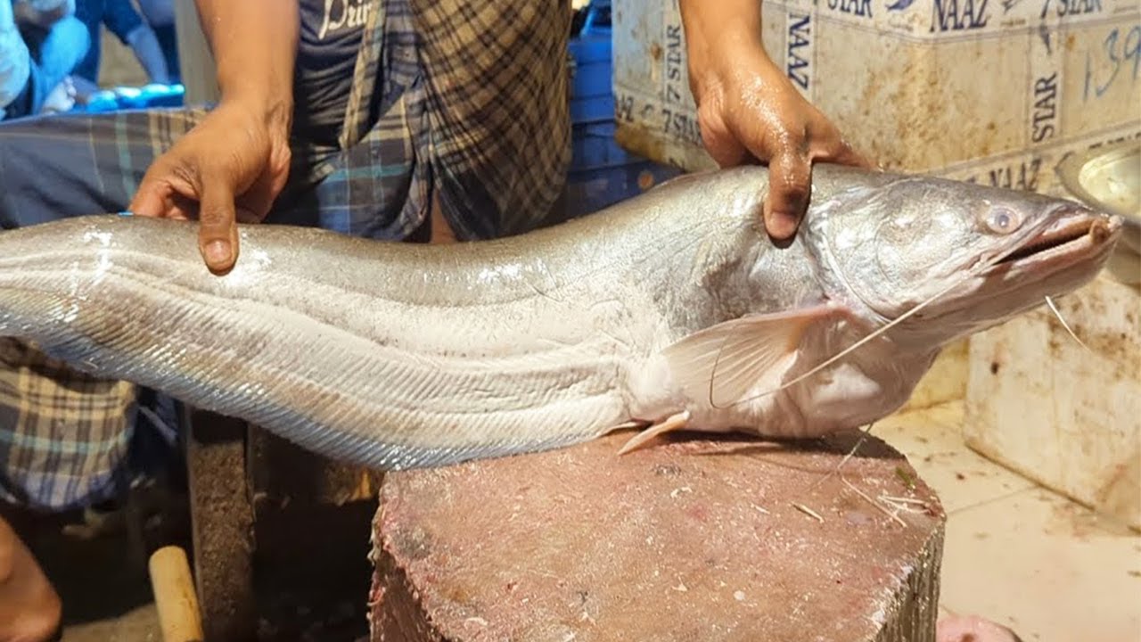 Big Boal Fish Cutting Skills Live by Expert Fish Cutter Amazing Fish