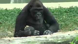 シャバーニ家族 597 Shabani family gorilla
