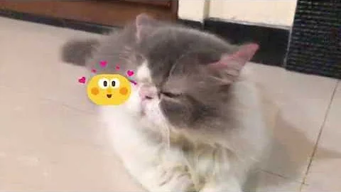 Video 2269981: persian cat food review, persian cat kucing