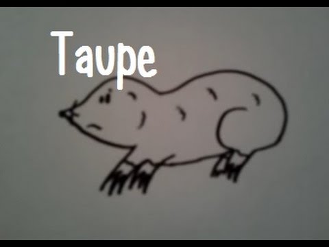 Vidéo: Comment Dessiner Une Taupe