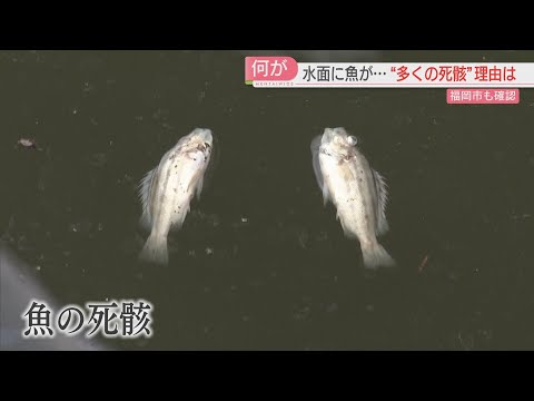 【何が】福岡市中央区の川で魚が死ぬ　周辺で異臭　市が調査　博多湾の赤潮が影響？　猛暑との関連は