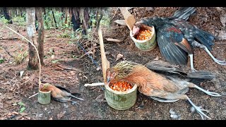 Create amazing bamboo traps to catch wild chickens in the forest effectively