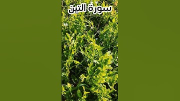 سورة التين بصوت عبدالباسط عبدالصمد