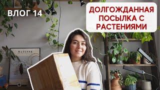 РАСПАКОВКА посылки с коллекционными РАСТЕНИЯМИ