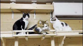 鎧を着るのを忘れて大阪城を散歩した猫
