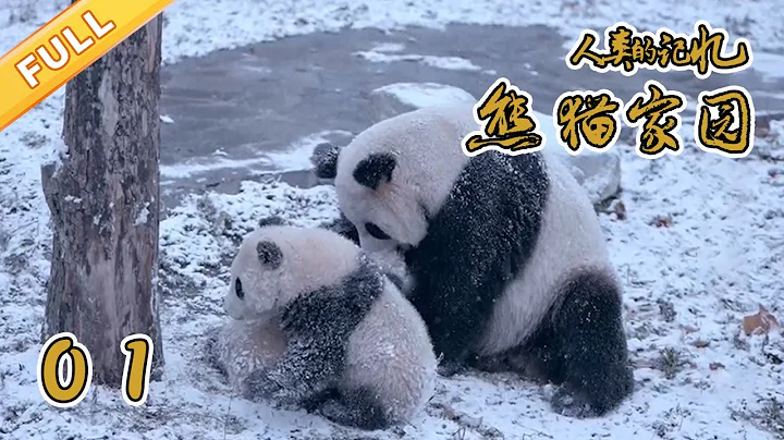 【正片】《熊猫家园》（上）【精品纪录片】 - 天天要闻
