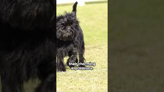 Affenpinscher Antics  A Canine Comedy #shorts #funny #shortsfunnyvideo #comedyshorts