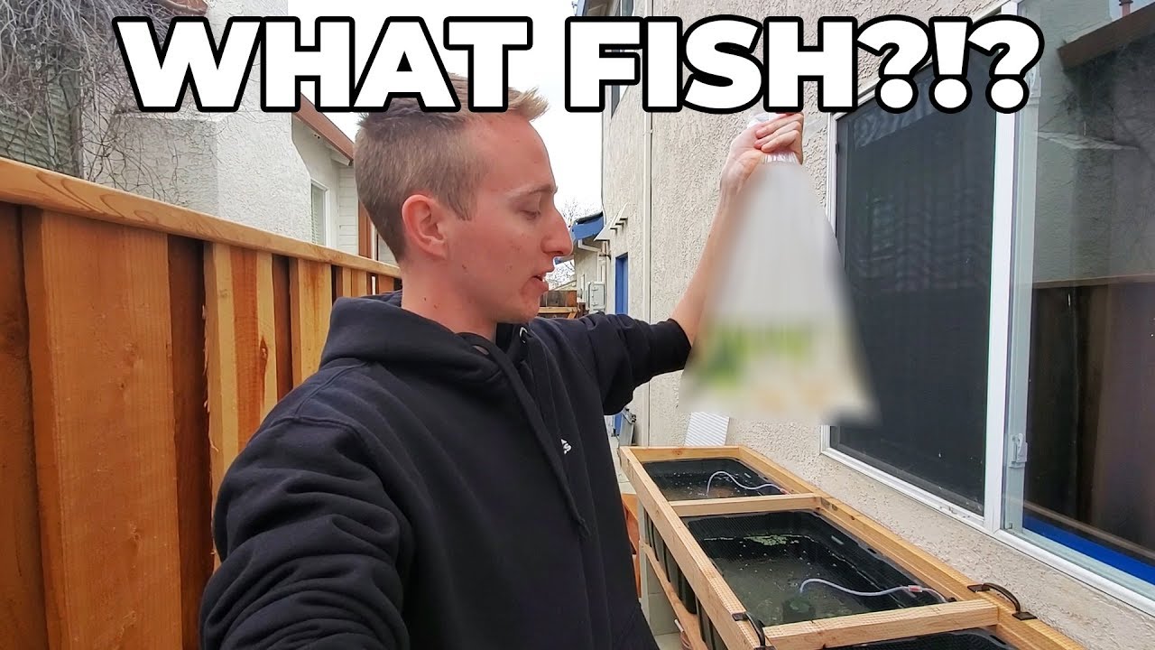 Adding The First Fish To My "Summer Tubs"!!!