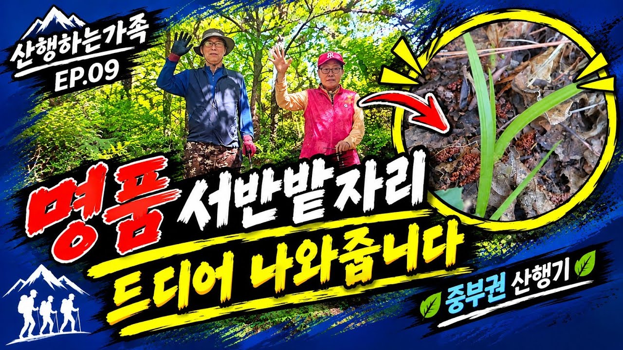 마침내 터졌다! 명품 서반밭자리에서 만난 최고의 서반 🌿 Korean Orchid Finding EP.09