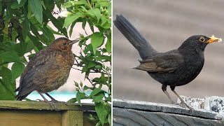 From Fledgling To Adult - How Blackbird Plumage Changes In The First Year