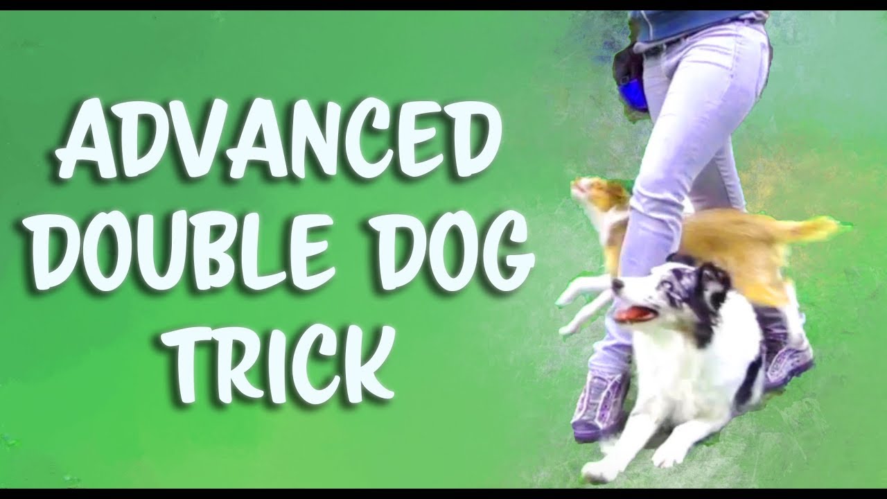 How to Train Kikopup's 'Double Dog Crawl Weave' Dog Tricks by Kikopup