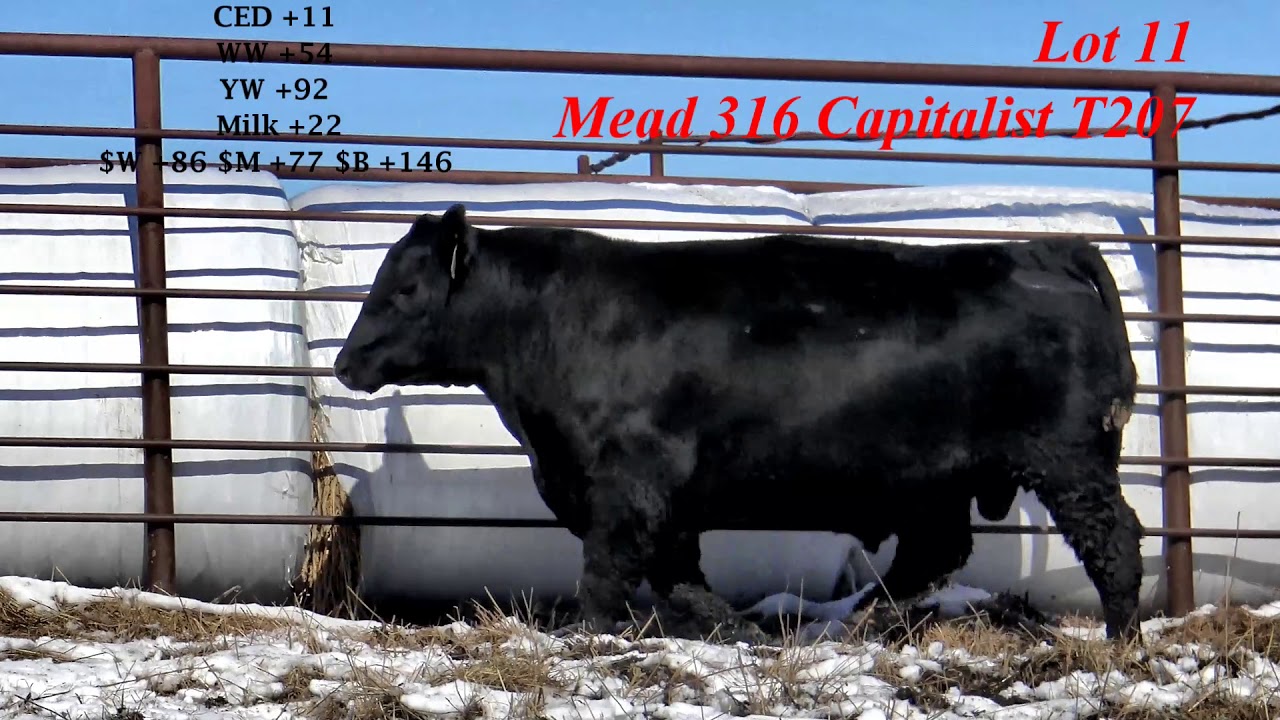 Mead Farms Lot 11 YouTube