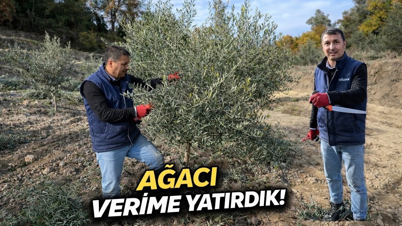 Zeytin Ağacını Verime Getiren Budama ✂️