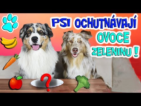 Video: Kdy se Rottweiler zastaví?