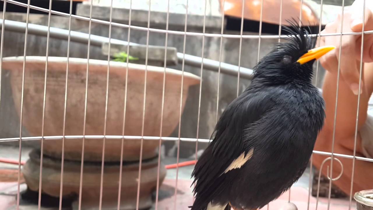 Lồng nuôi chim sáo đen
